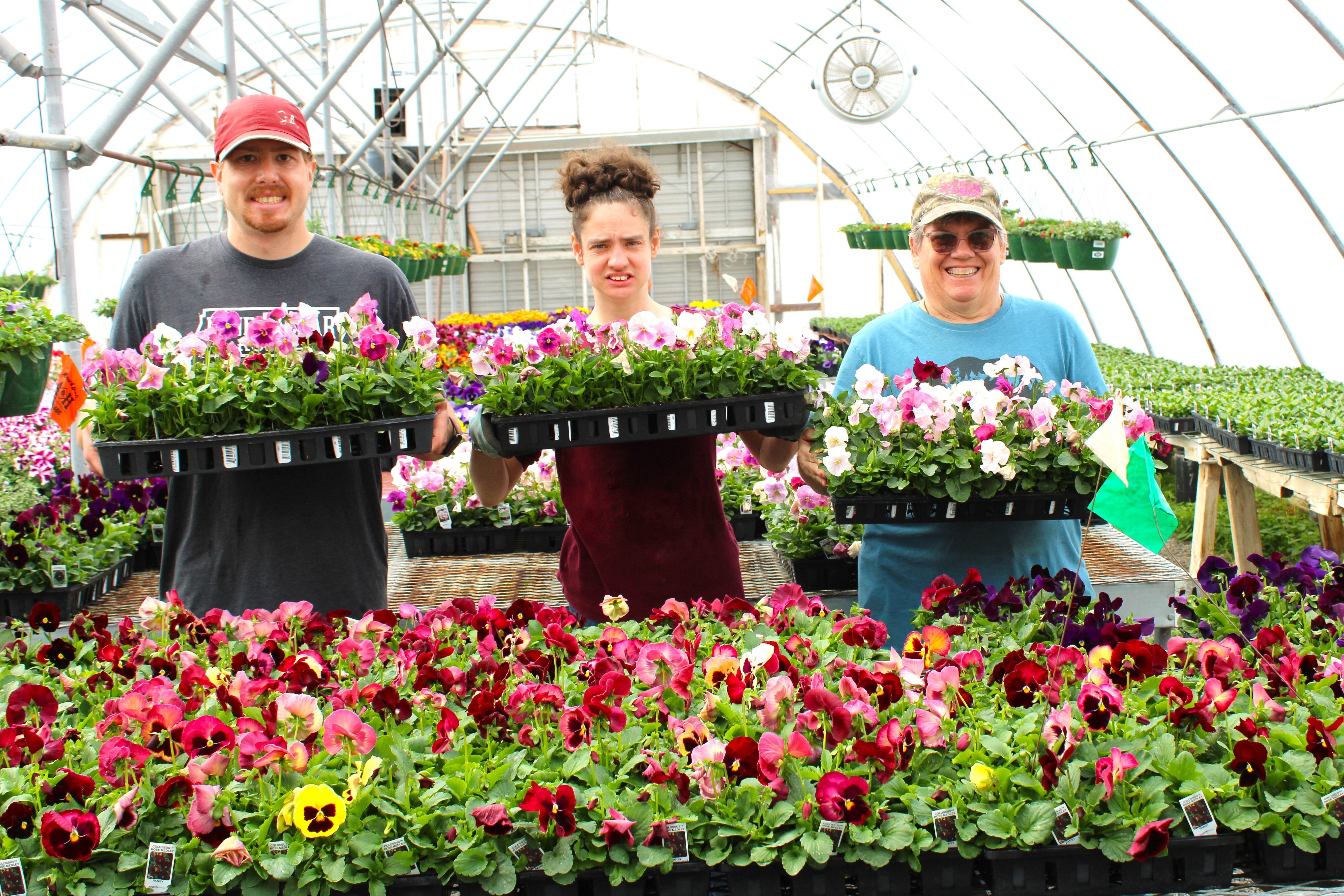 Bedding Plants: