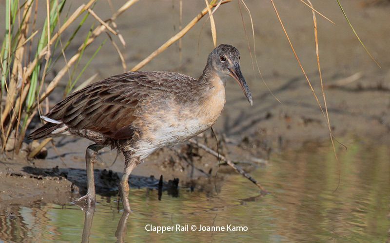 Clapper Rail