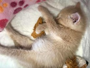 Can I Crash at Your Place for a While? The Rewards of Fostering