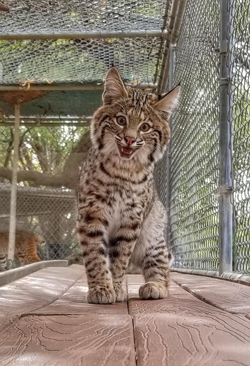 Sanctuary Spotlight: Rocket the Bobcat