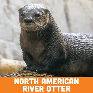North american river otter