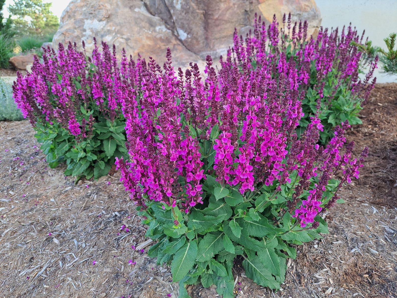 Bright magenta rose marvel salvia.
