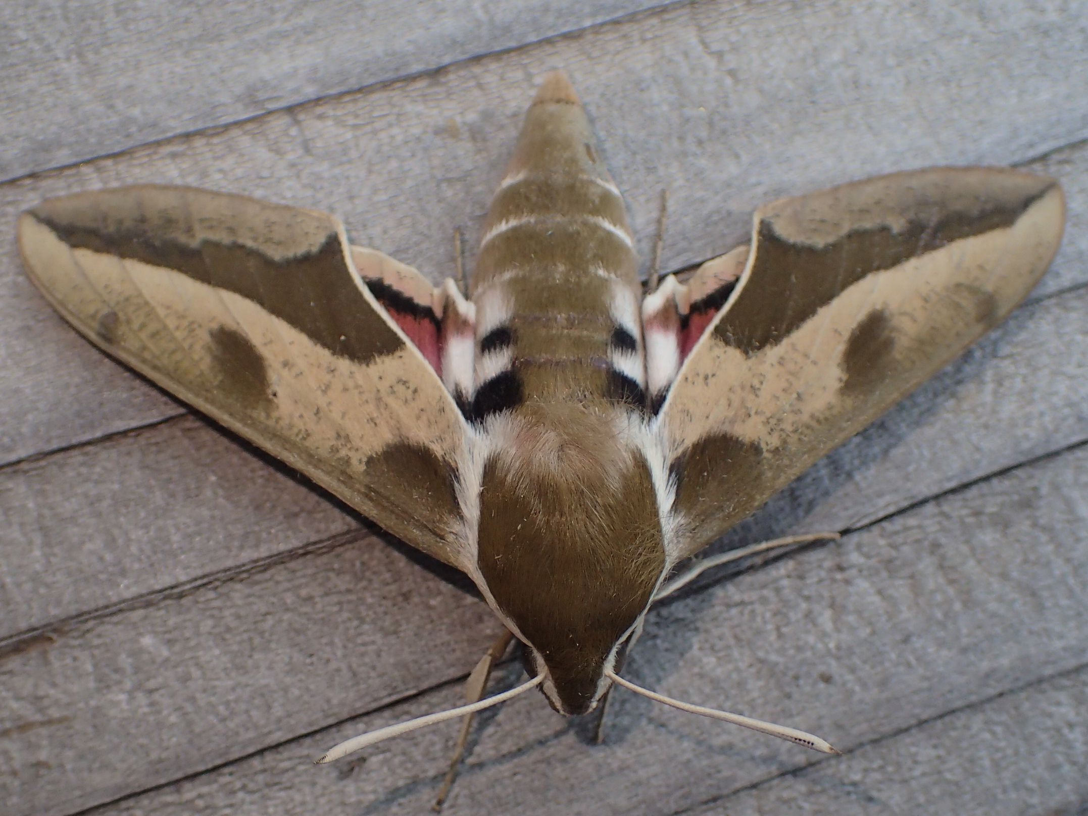 Leafy Spurge Hawk Moth 