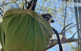 Peanut the coatimundi sniffs around an ice-filled plastic pool for tasty treats like grapes and chunks of pineapple