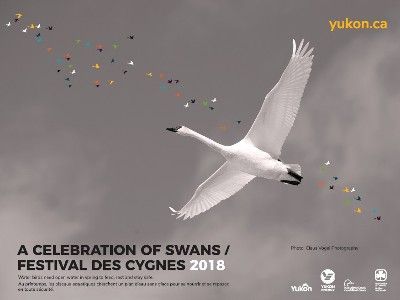 A Celebration of Swans, Yukon
