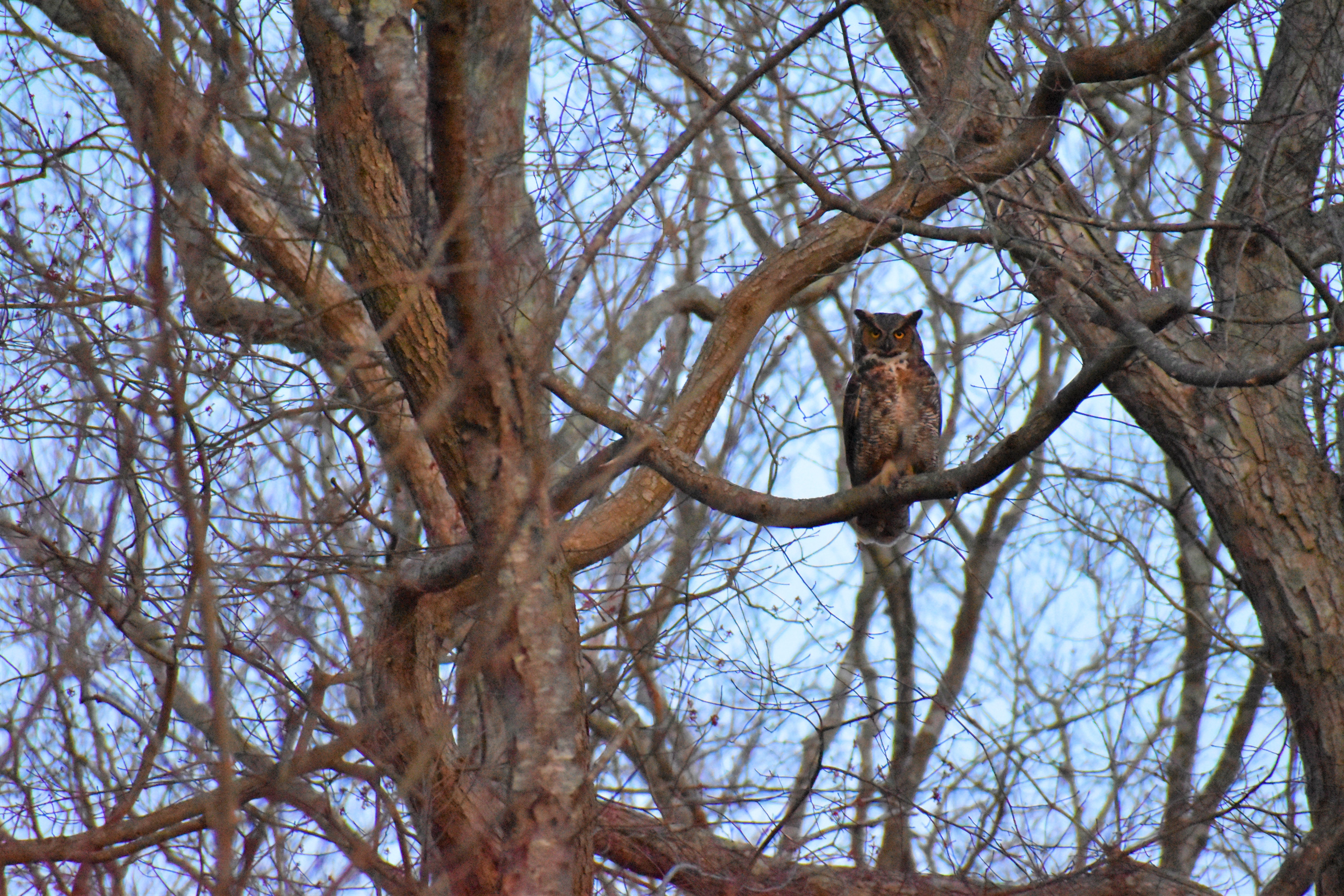 Great Horned Owl by Audrey Royer