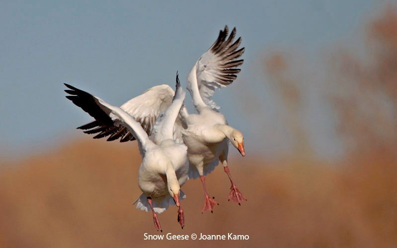 Mixed flock of geese