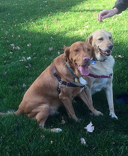 Rosco and Daisy