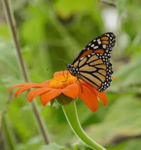 Butterflies