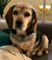 Cally - ADOPTED