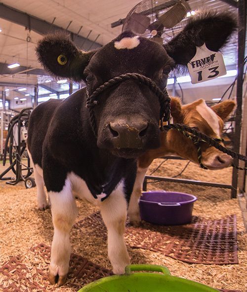 Aksarben Livestock Show
