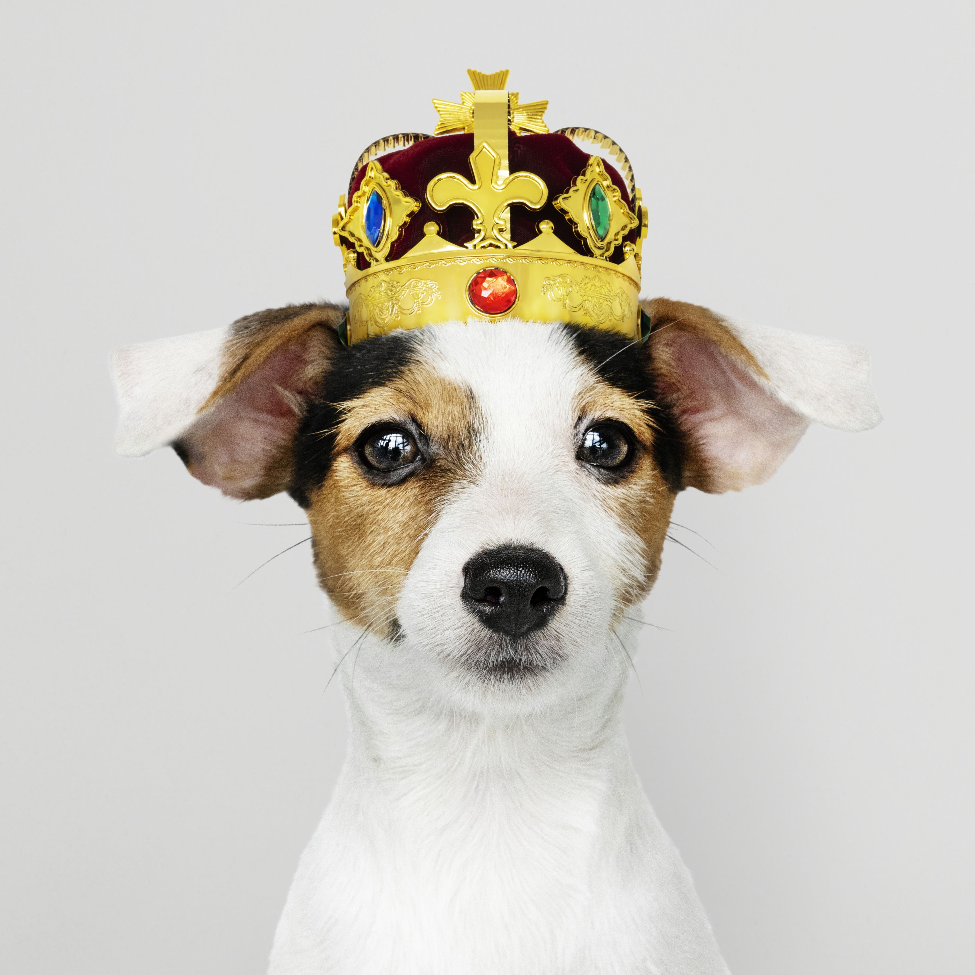 Jack Russel Wearing a crown