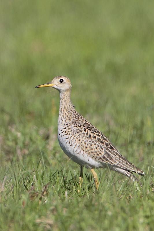 Upland Sandpiper