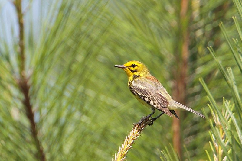 Prairie Warbler