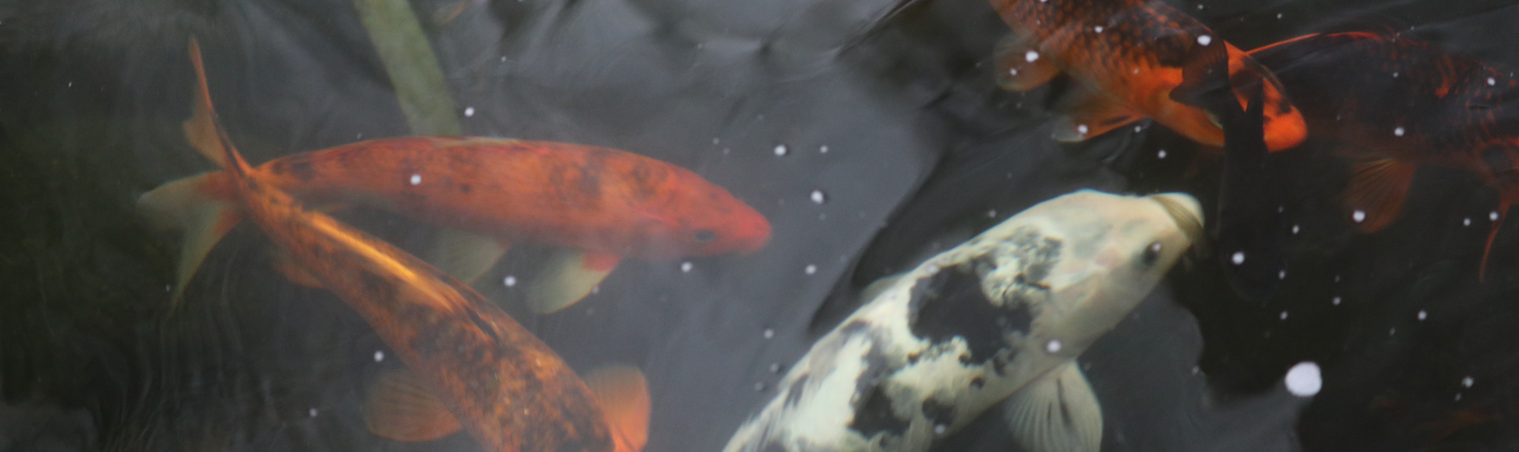 Koi fish in an above ground greenhouse pond