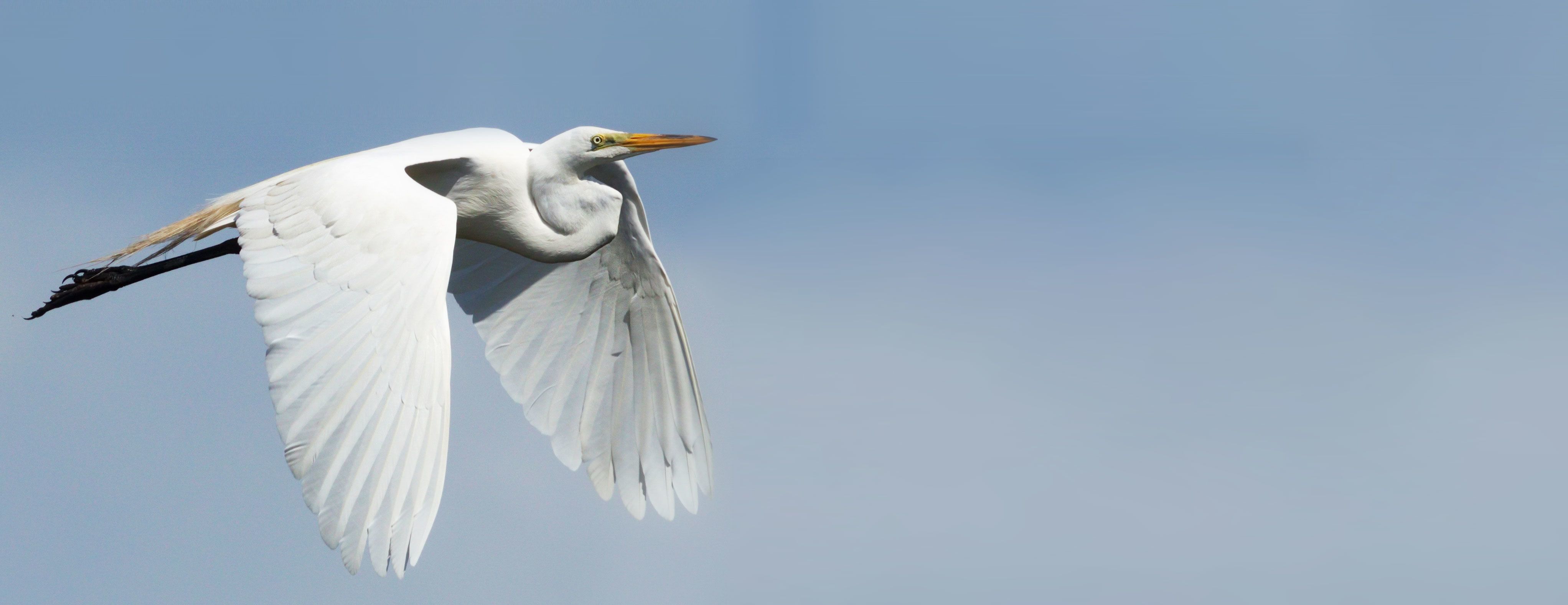 Meet the Great Egret — Sacramento Audubon Society