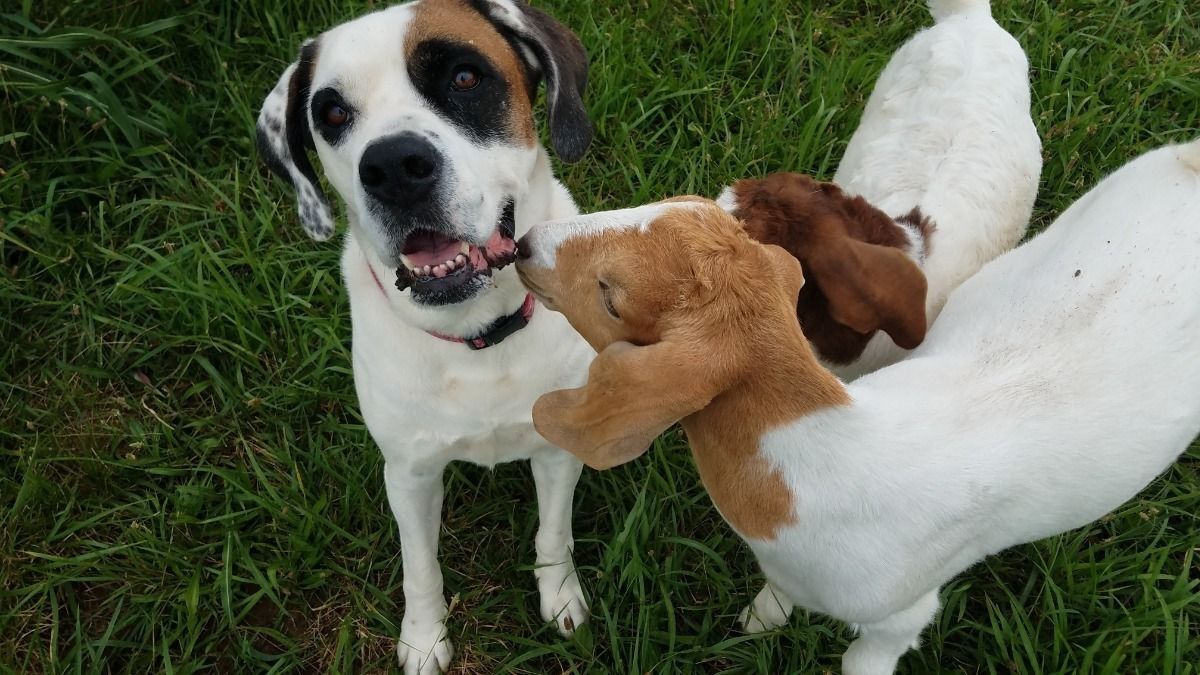 Pete and Dee followed