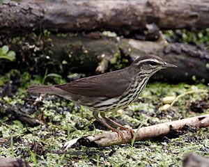 Northern Waterthrush