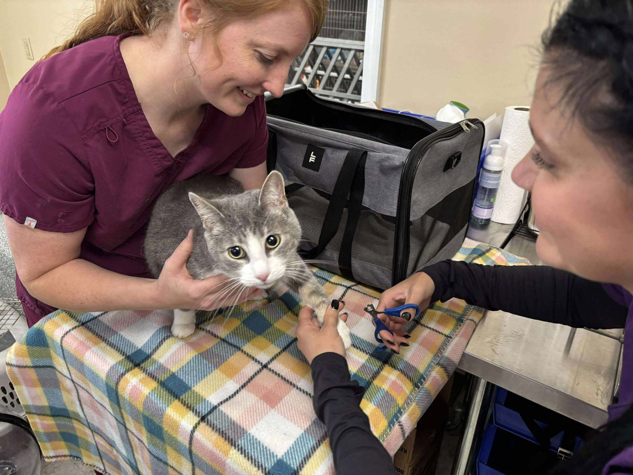 Cat Having His Nails Trimmed