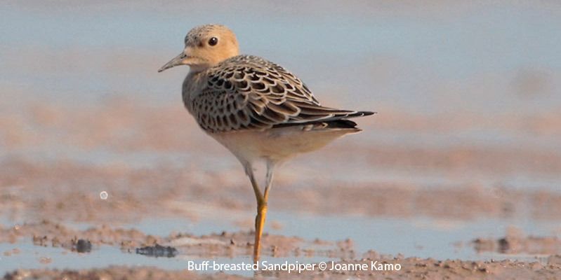 Buff-breasted Sandpiper