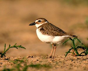 Wilson's Plover