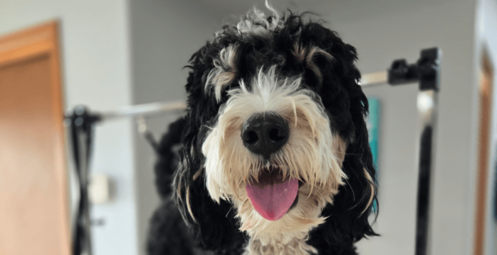 Cosmo With His Tounge Out