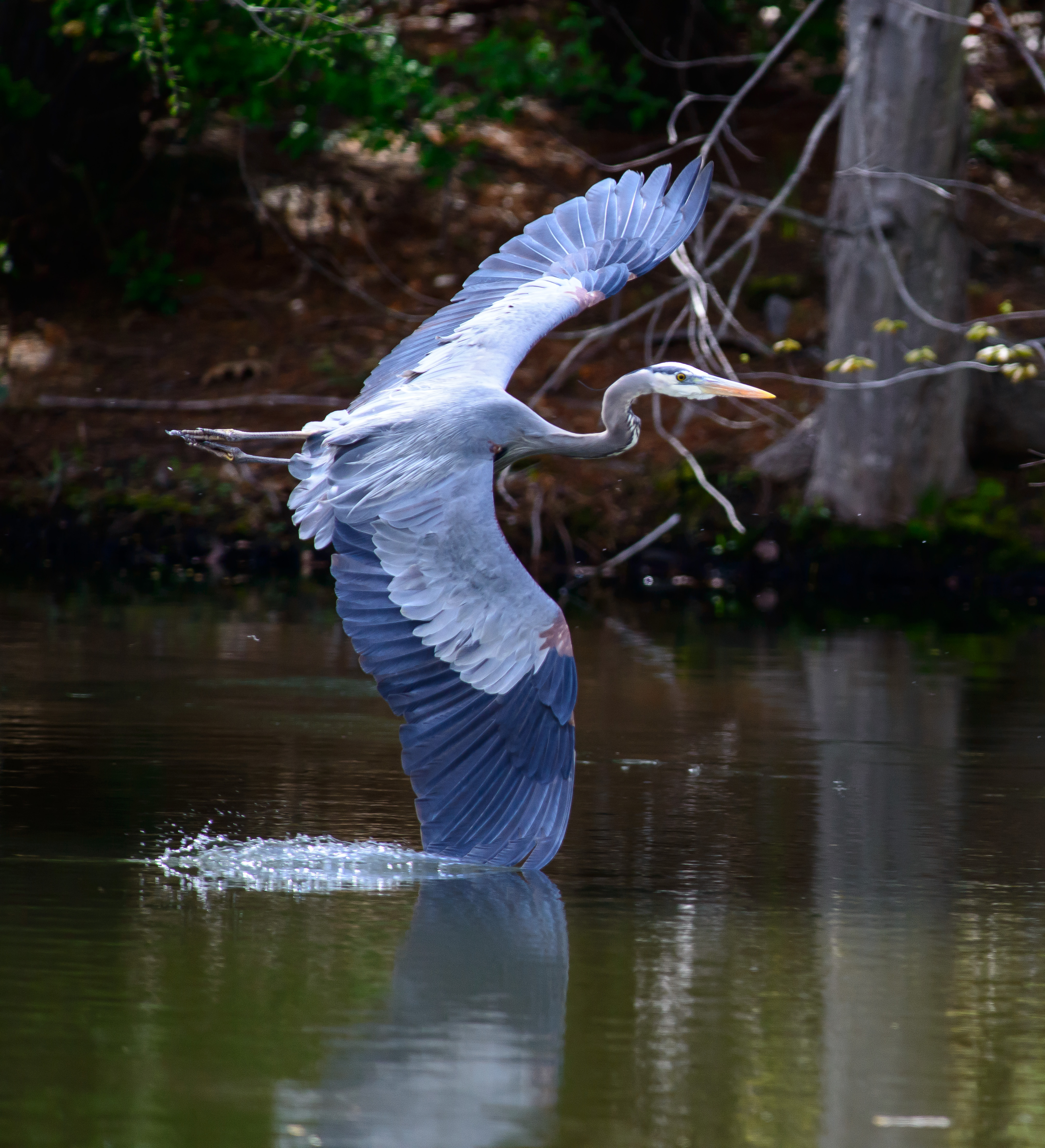 Audubon Keeps it Cool in July!