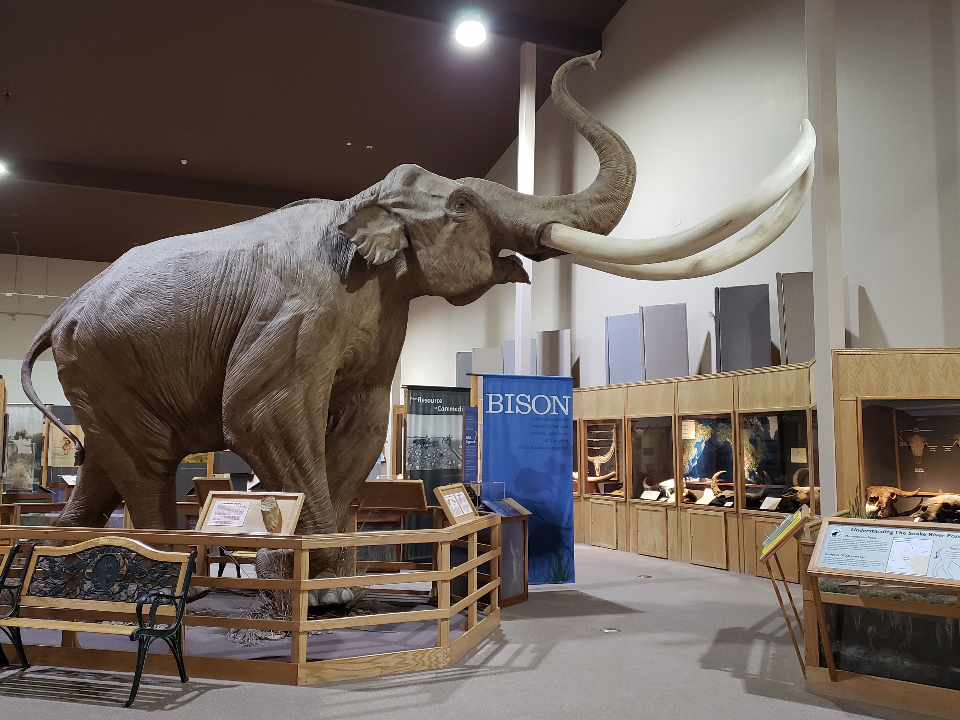 The Mammoth Site Welcomes a  New Temporary Exhibit
