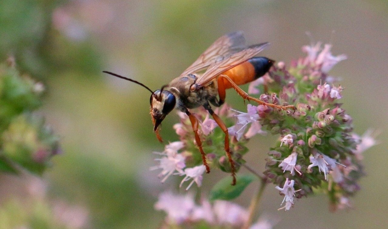 Great Golden Digger Wasp