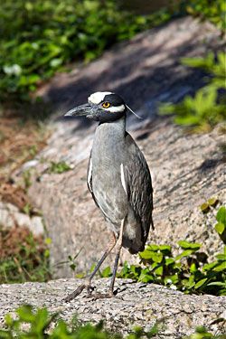 Yellow-crowned Night-Heron