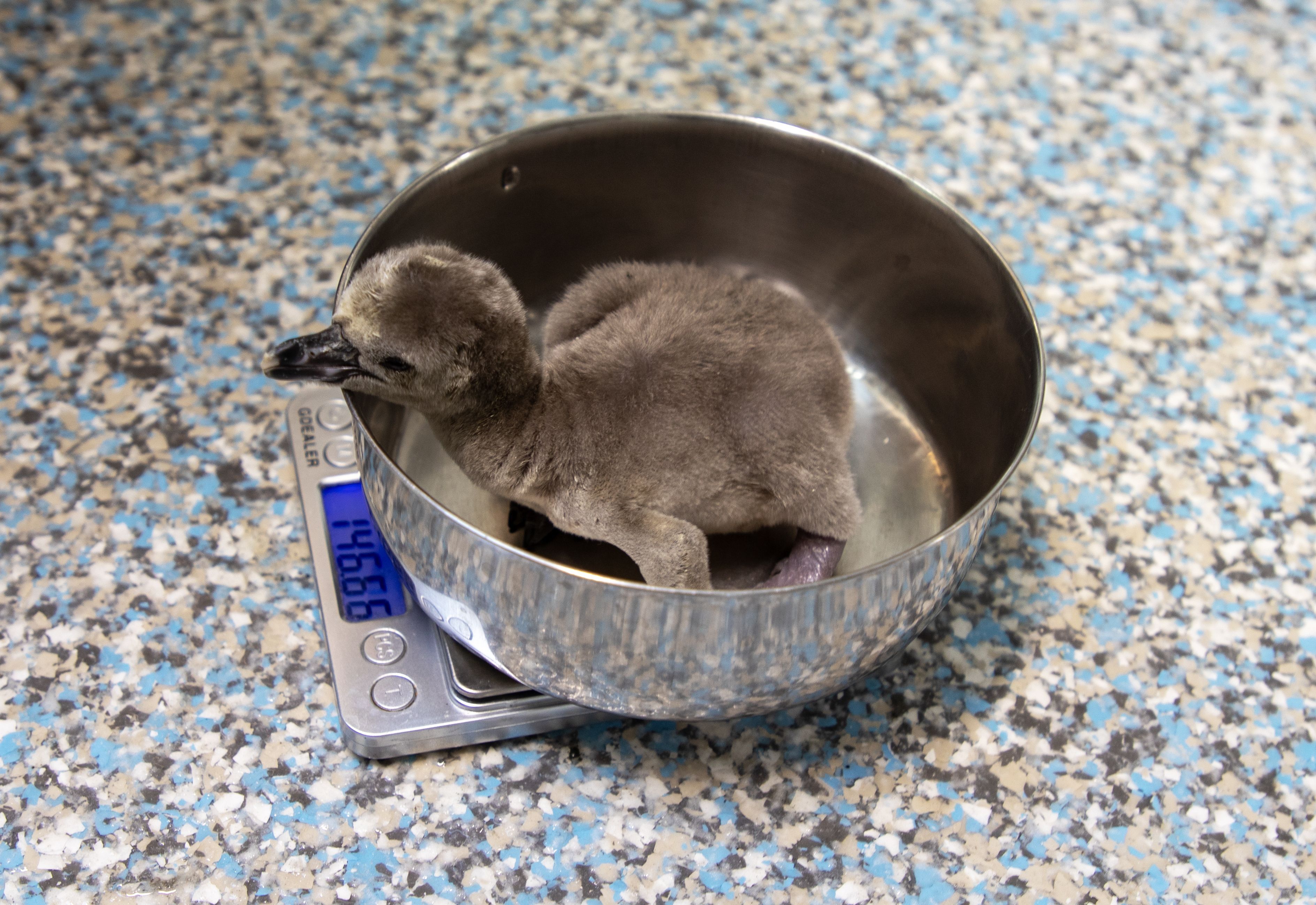 Penguin Chick 4 Days