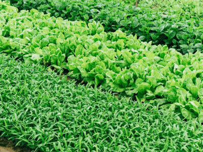 Leafy Greens: Fresh Recipes, Storage Tips & Local Goodness