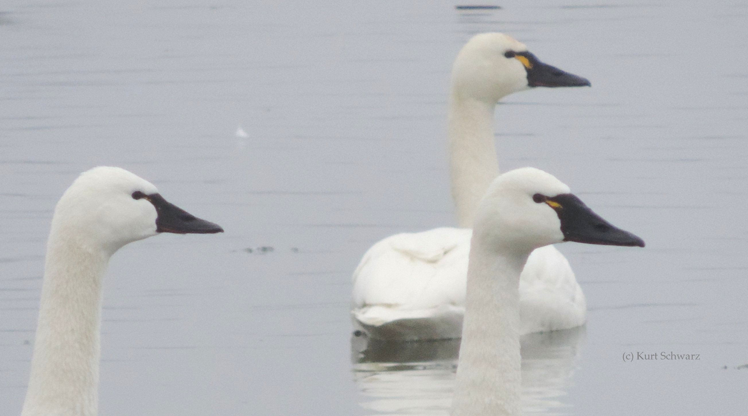 Swan Identification & Behavior Trumpeter Swan Society