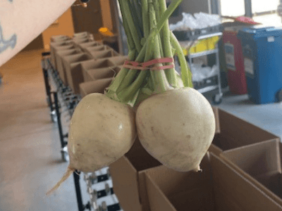 What's a Hakurei Turnip? Let's Learn Together!