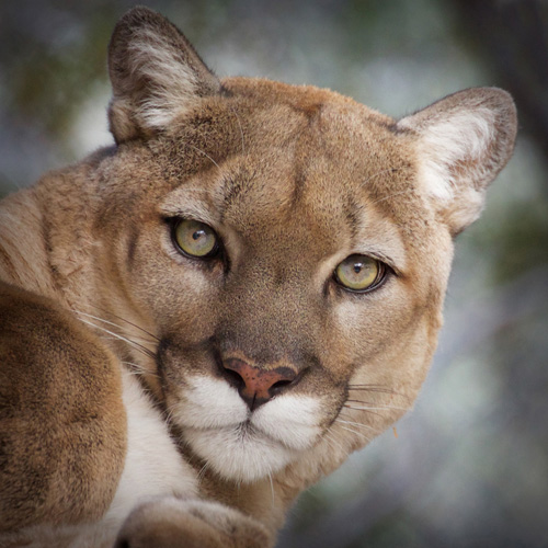 Tocho Mountain Lion Photo by Carol A. Urban