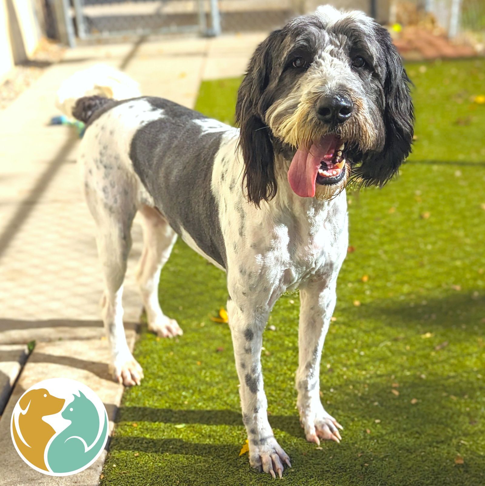 Dogs & Puppies Adopt Toledo Animal Rescue