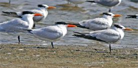 Royal Terns