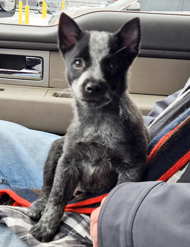 Steak Sauce - ADOPTION PENDING