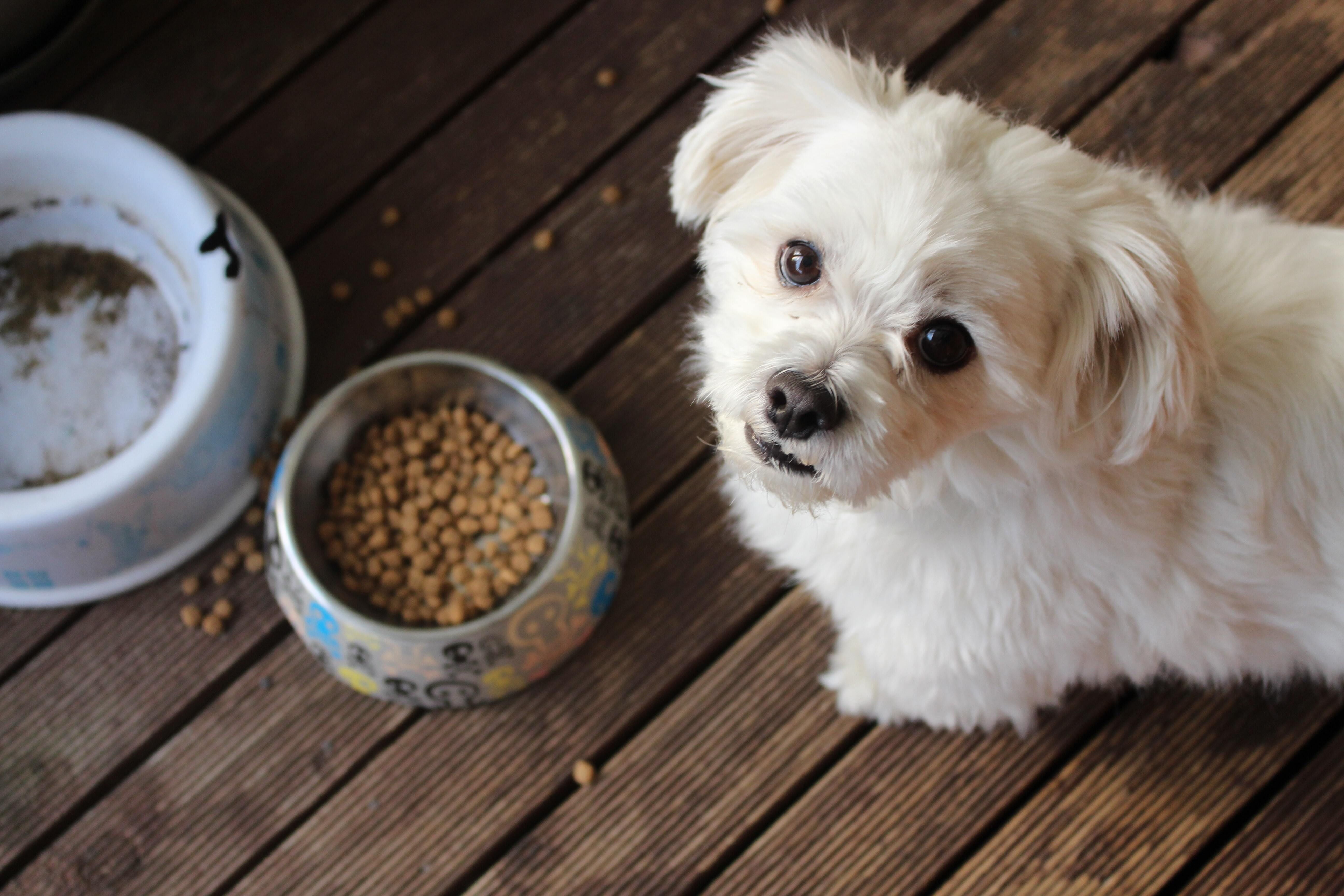 Finding food for pets