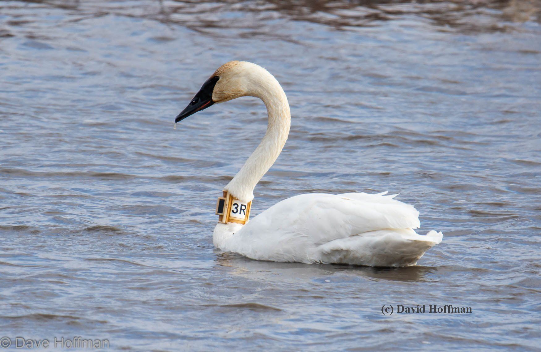 Minnesota swan 3R spends the winter in Missouri