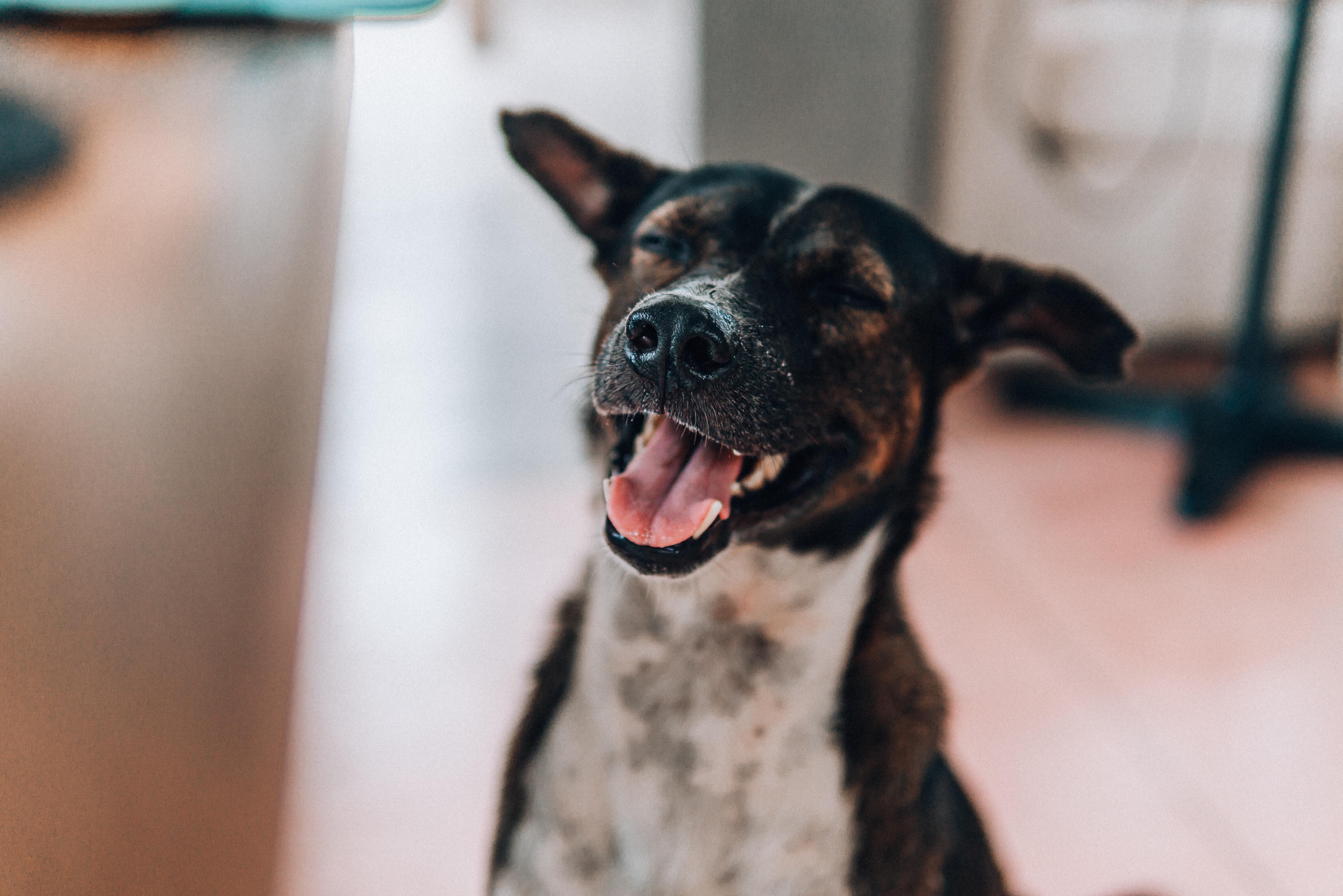 Rover, Luna, Fido, Max: What Makes a Good Dog Name?