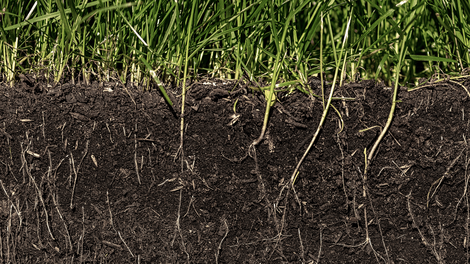 A zoomed in photo of grass/plants and the roots and soil that lie below the surface, underground