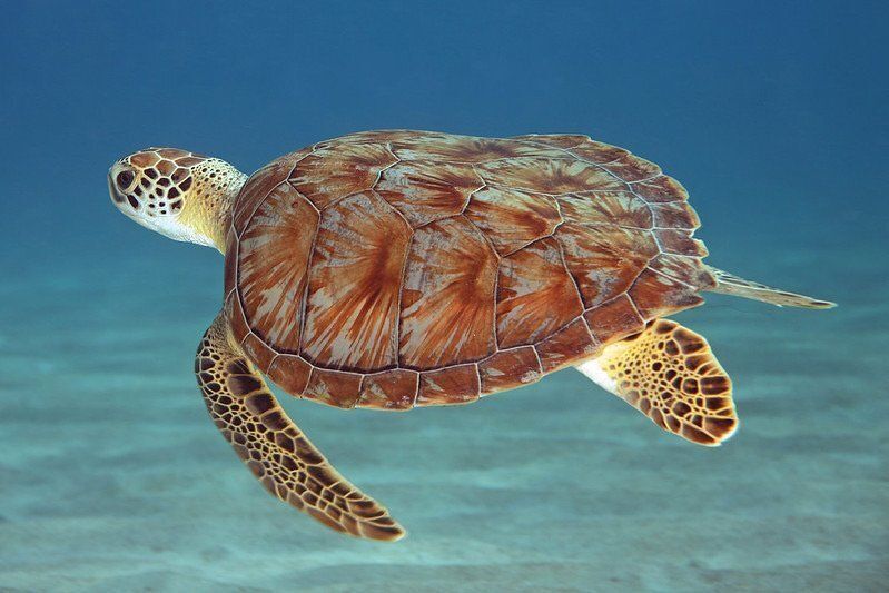 sea turtle swimming