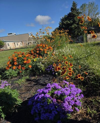 Purple and orange flowers in a garden