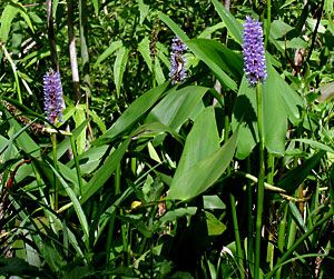 Pickerel-Weed