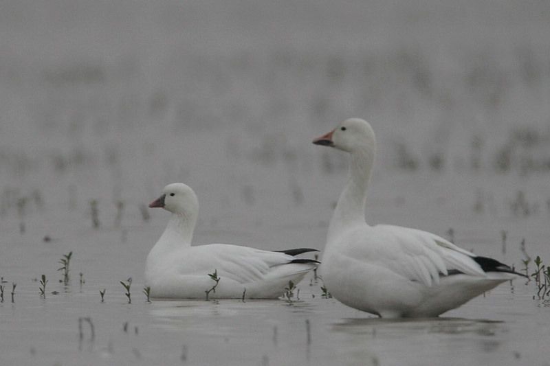 Ross’s Geese