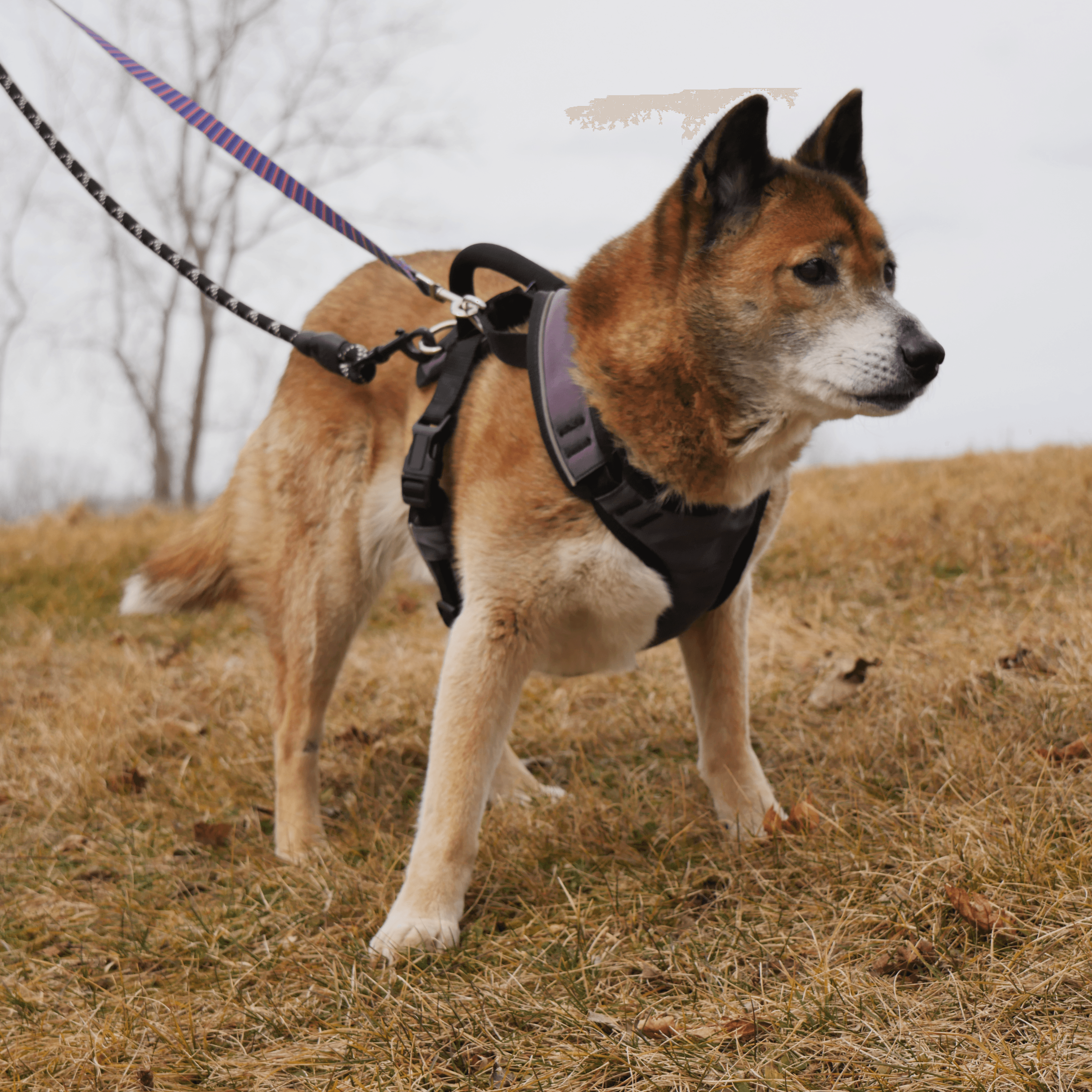 New Guinea Singing Dog | NASH