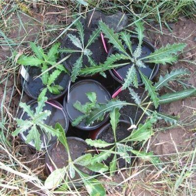 Canada Thistle