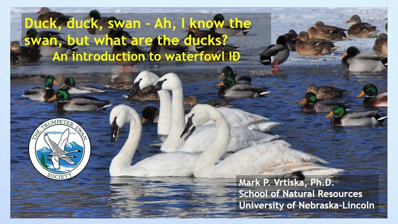 Duck, duck, swan - ah, I know the swan, but what are the ducks and geese?