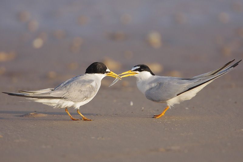 Least Terns